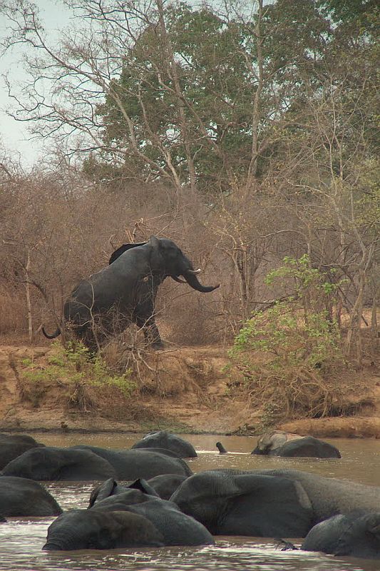 Koupající se sloni (Mole N.P., Ghana)