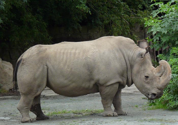 Co žere nosorožec?