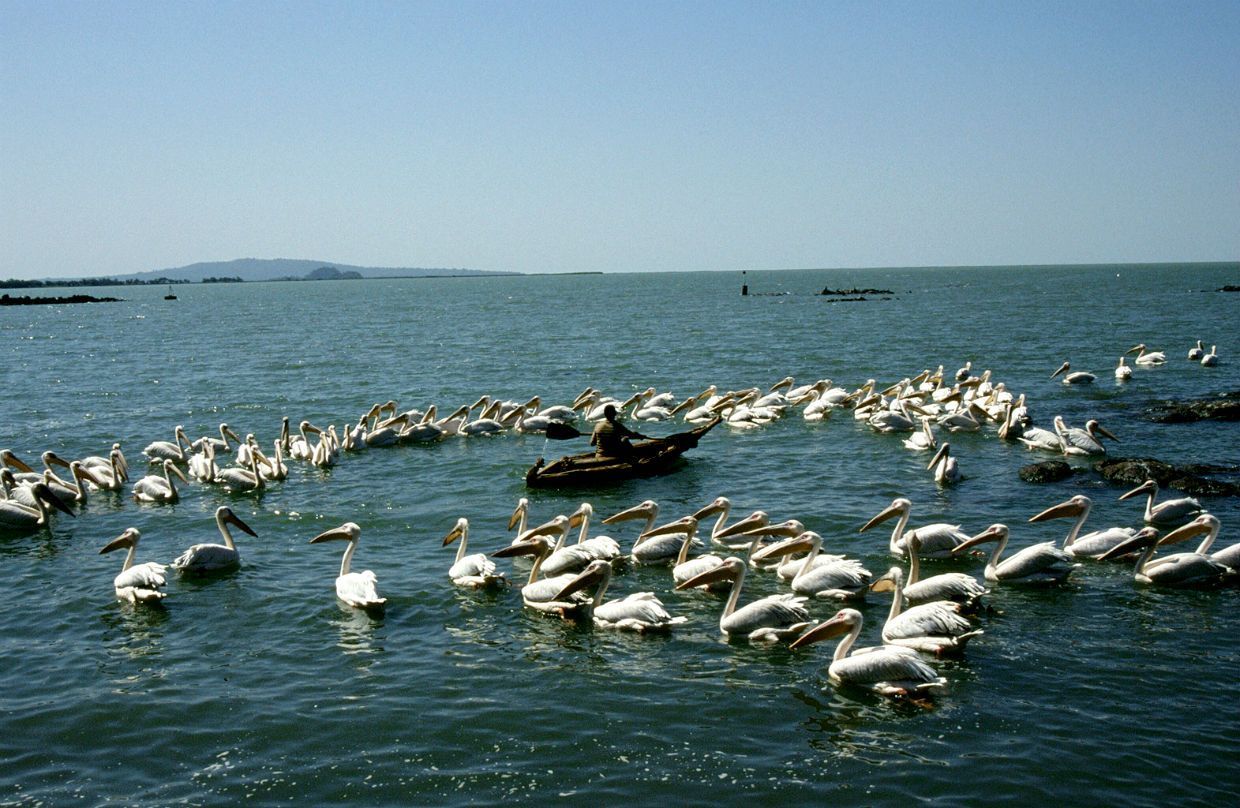 Pelikáni na jezeře Taba (Bahir Dar, Etiopie)