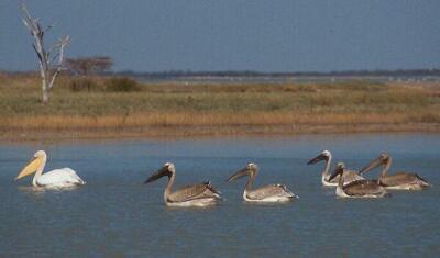 Mladí pelikáni (Sowa Pan, Botswana)